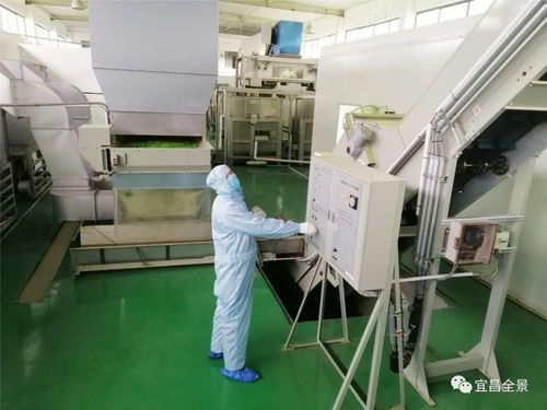 智造新生 宜昌蕭氏無人工廠打響春茶戰“疫”，引領行業洗選加工新變革
