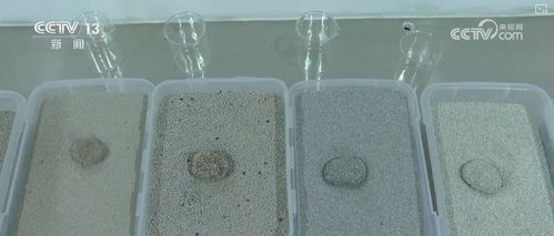寵物友好理念撬動特色產業 從礦物洗選到特產出海的生態鏈革新